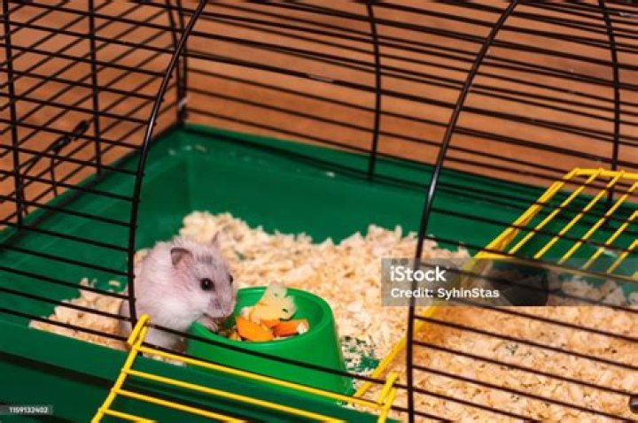 hamster eating inside his cage