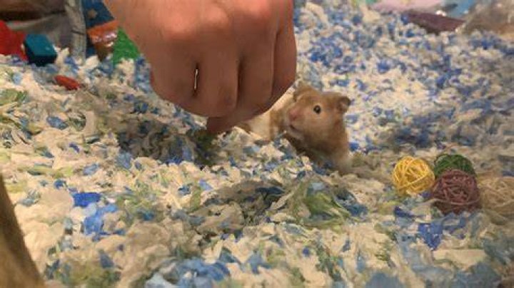 Hamster in a slinky