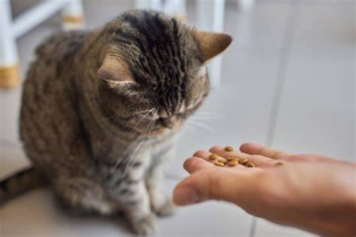 hand feeding a cat