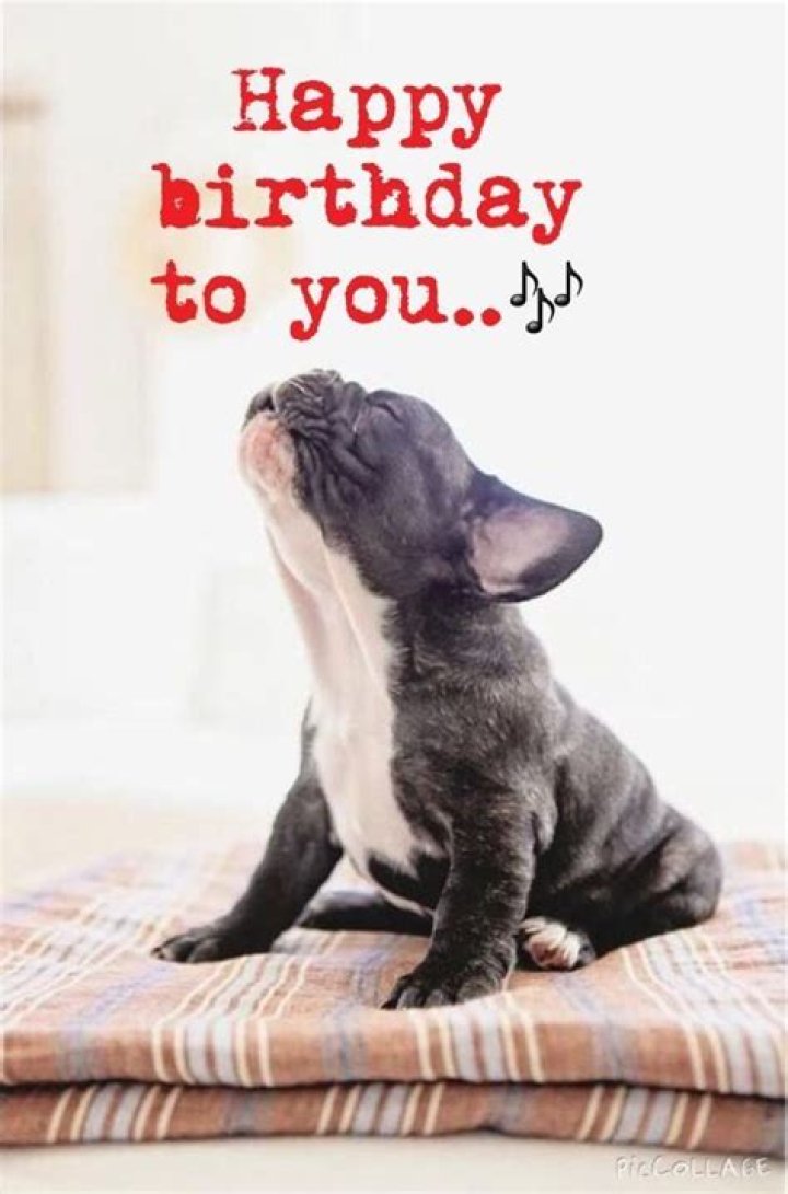 happy birthday french bulldog funny Something Serious Blogs Galleria
