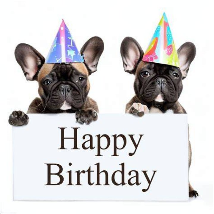 happy birthday french bulldog pics Shauna Ocampo