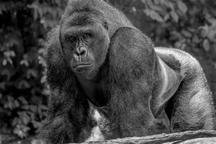 Harambe the silverback gorilla stands over the boy that crawled into his enclosure. Photo / WLWT