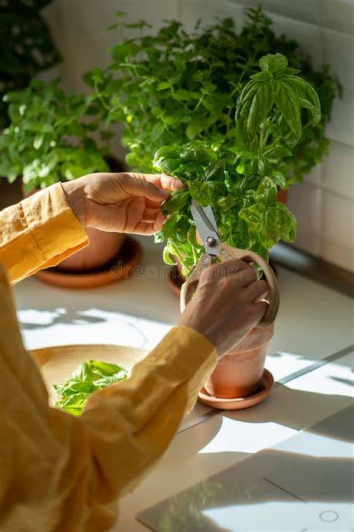 harvesting plants indoors