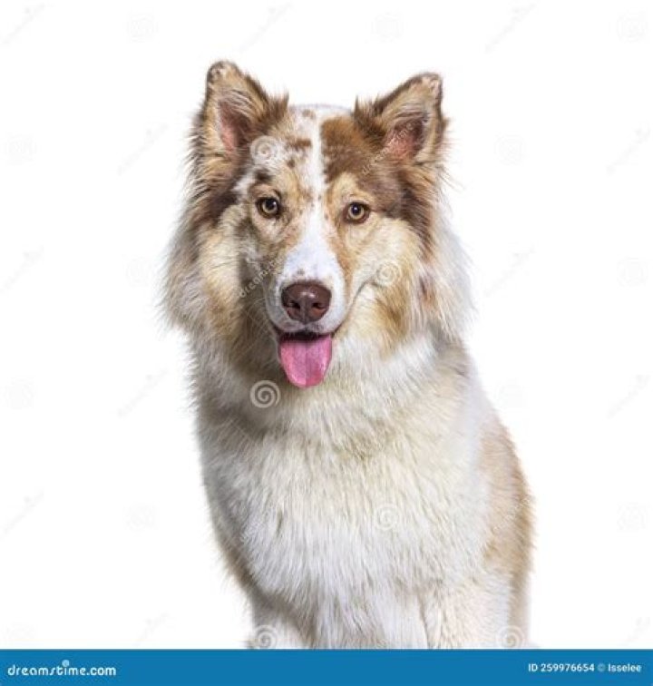 Head shot of a Aussie Husky dog on white background