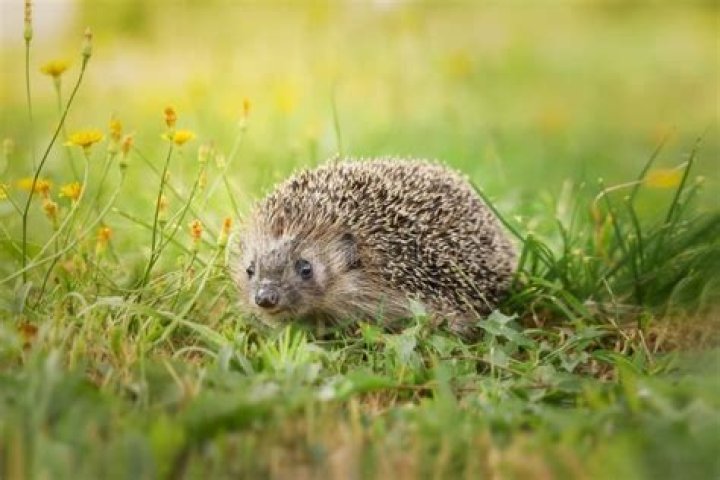 hedgehog on grass
