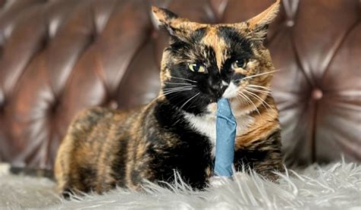 Hepper Stick Catnip Cat Kicker Toy