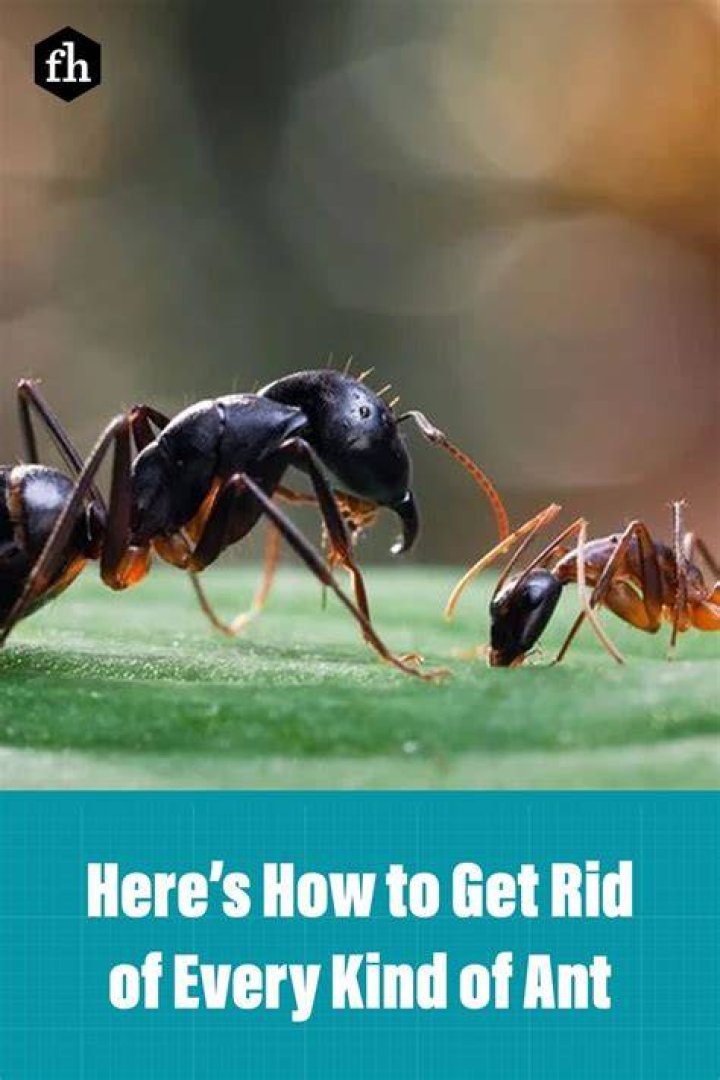 Here's How to Get Rid of Every Kind of Ant