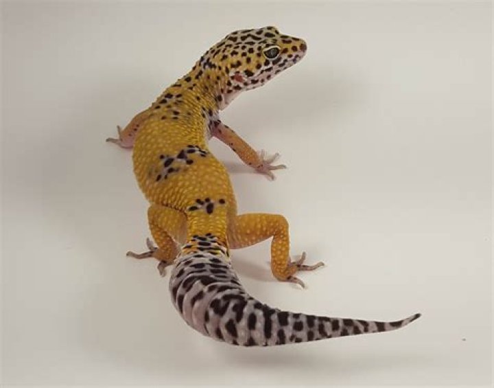 high yellow leopard gecko