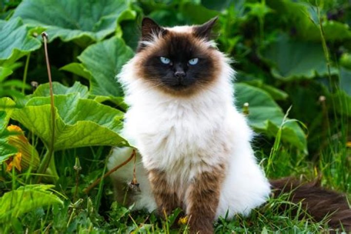 Himalayan Cats