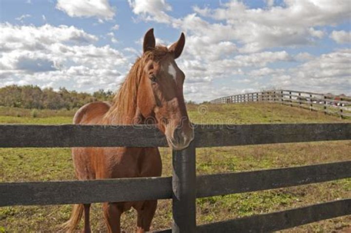 Horse behind a fence