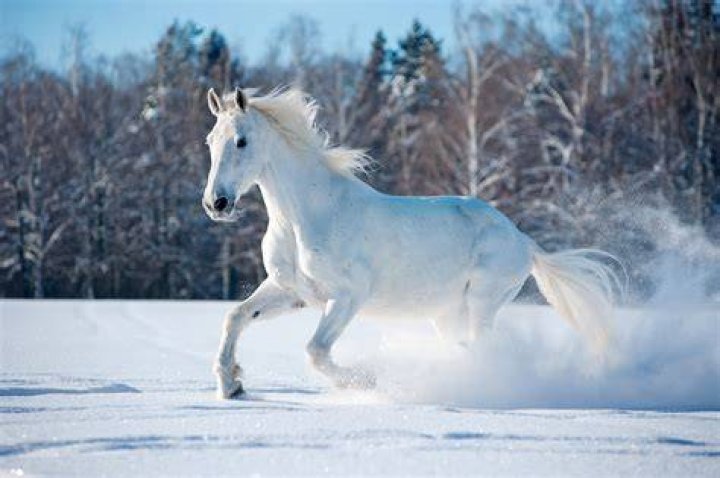 Horse in the snow