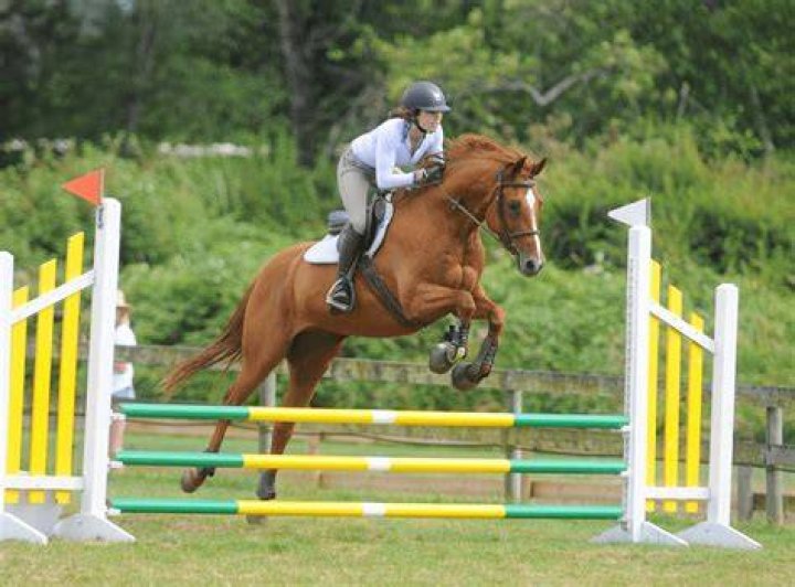 horse jumps