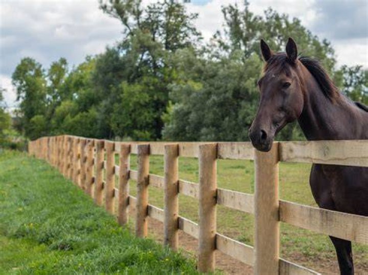 horse wooden fence
