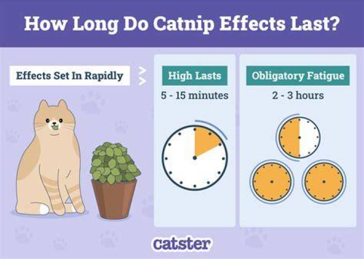 How Long Do the Effects of Catnip Last on Your Cat? How to Use It