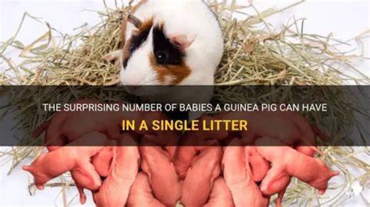 How Many Babies Do Guinea Pigs Have in a Litter?