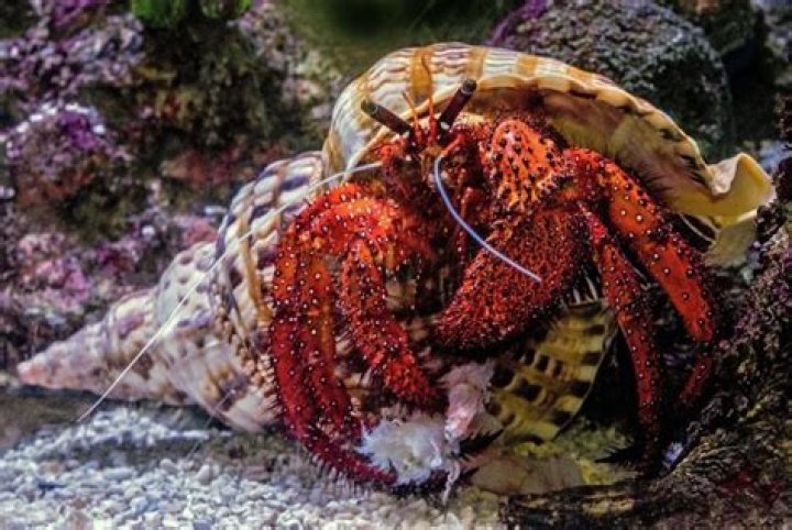 How Much Does a Hermit Crab Cost? 2024 Price Update