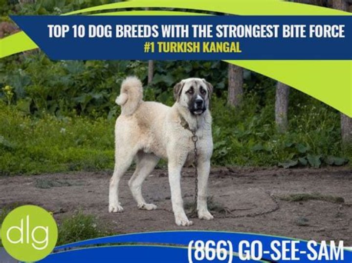 How Strong Is a Kangal’s Bite Force? (PSI Measure & Facts)