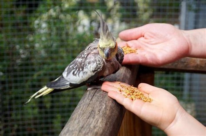 How to Bond With Your Cockatiel: 5 Proven Tips & FAQs
