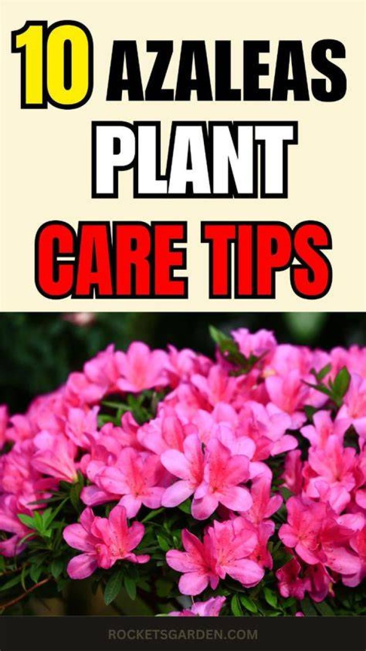 How to Care for Azaleas: 10 Tips and Ideas
