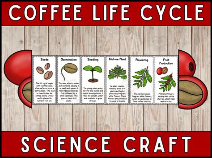 How To Cut Your Coffee in the Morning Wine at Night Cycle