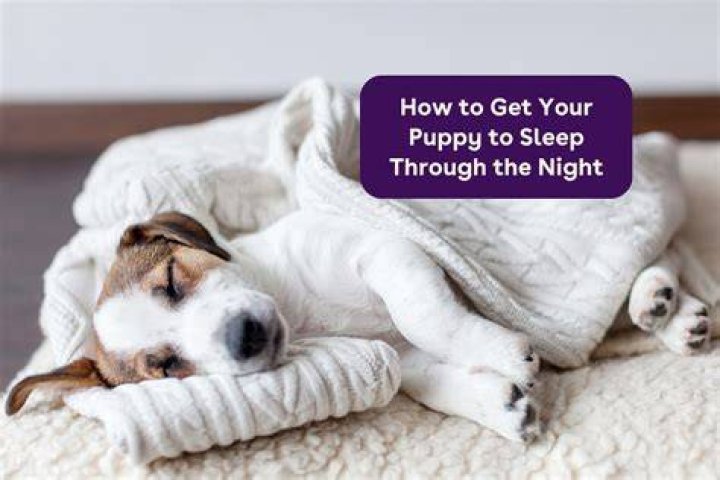 How to Get a Puppy to Sleep Through the Night: 6 Tips