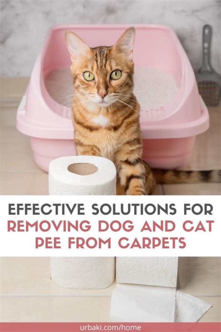 How To Get Dog and Cat Pee Out of Carpet