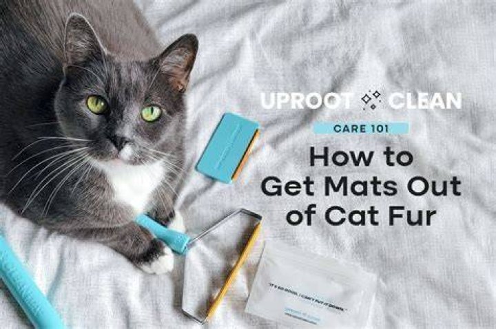 How to Get Mats Out of a Cat's Fur: Our Vet Explains