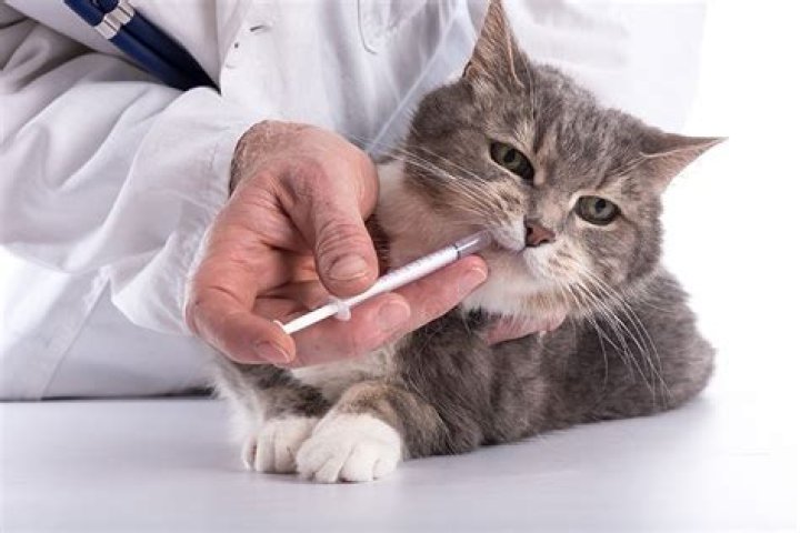 How to Give Liquid Medicine to a Difficult Cat: 2 Proven Methods