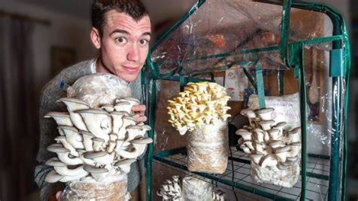 How To Grow Mushrooms at Home