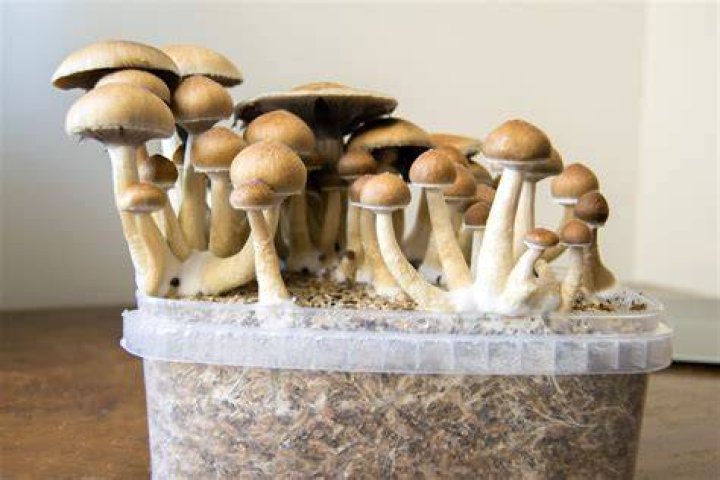 how to grow mushrooms at home back to the roots
