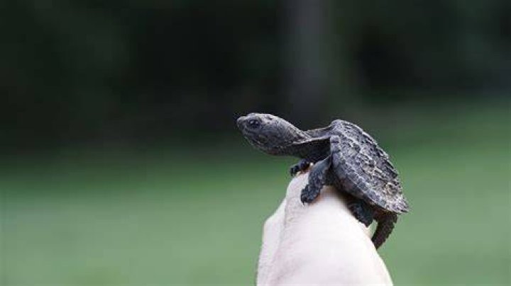 How to Take Care of a Baby Turtle: Vet-Approved Advice