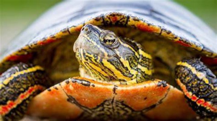 How to Take Care of a Painted Turtle: Fact Sheet & Advice 2024