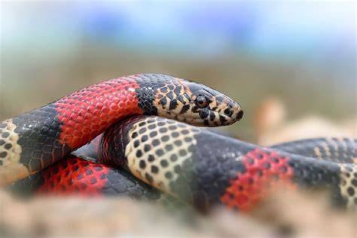 How to Tell If a Snake is Happy: 6 Vet-Reviewed Signs To Look For