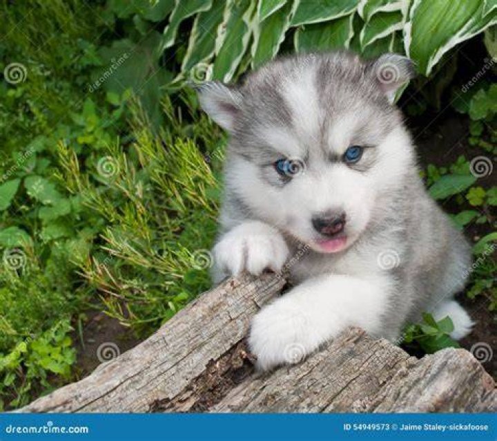 Huskimo puppy on log tongue out