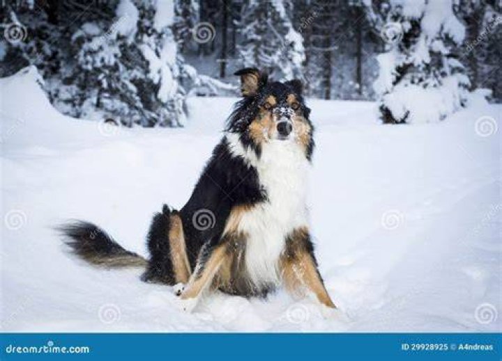 Husky Collie in snow