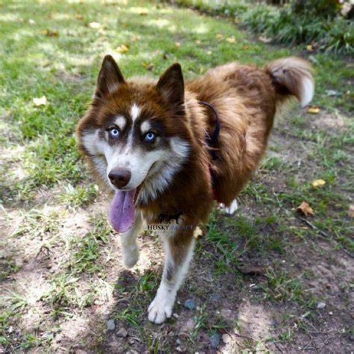 husky jack_Jan Ziegler_Shutterstock