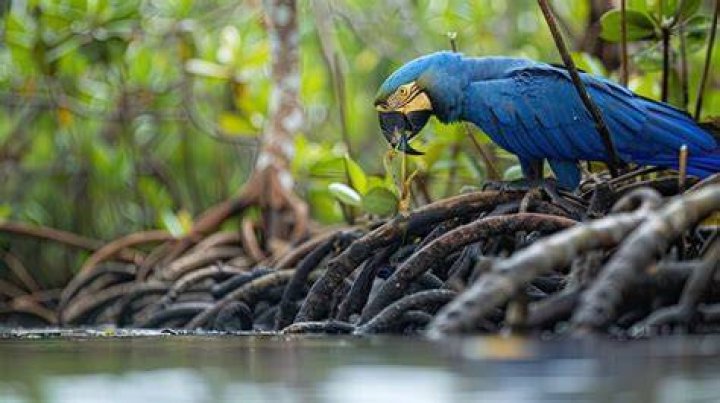 Hyacinth Macaw foraging for food