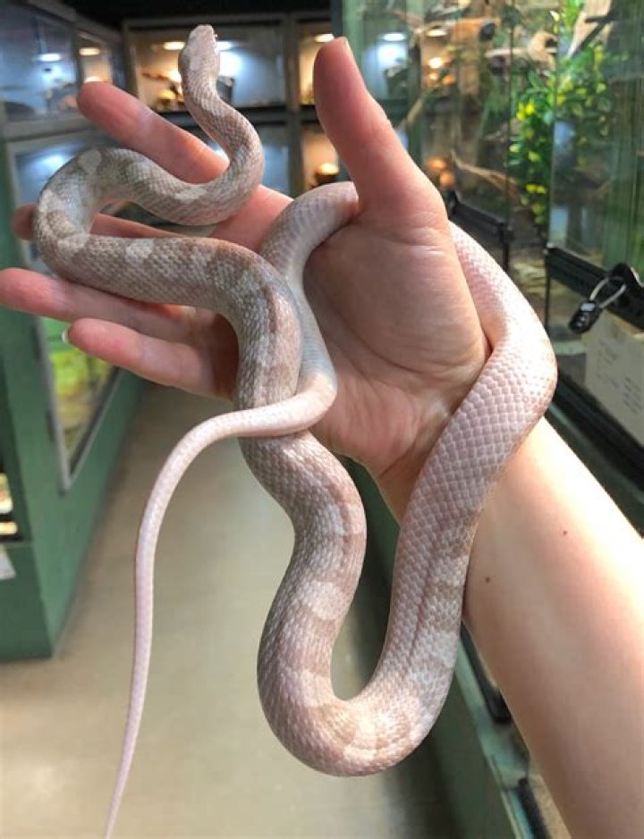 hypo lavender corn snake bending to the side