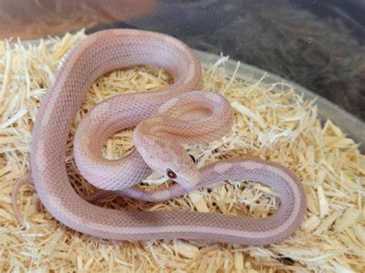 Hypomelanistic lavender corn snake