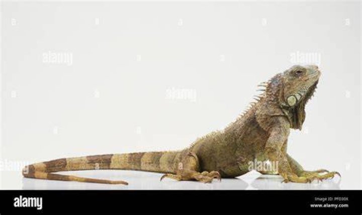 Iguana side view