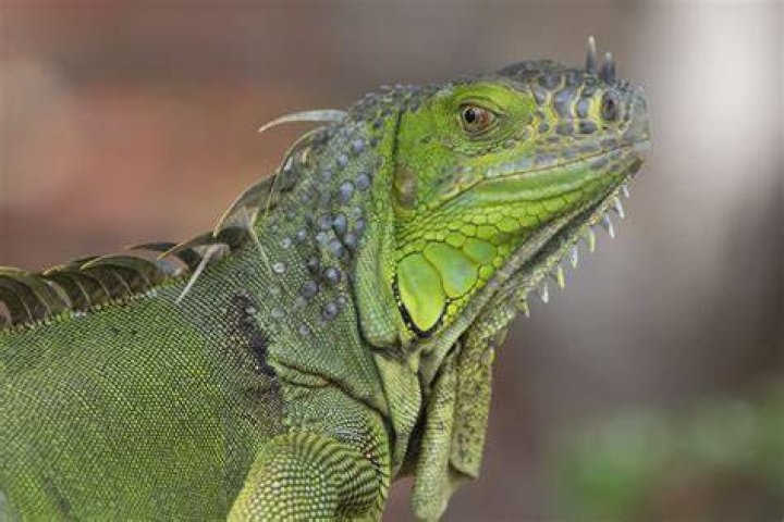 iguana