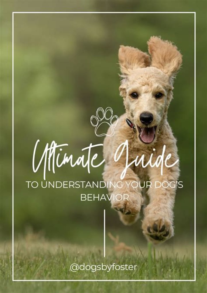 Imskirby Dog Video Ed: The Ultimate Guide To Understanding And Enjoying This Trend