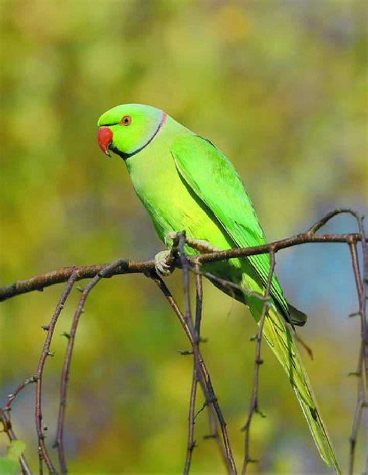 indian ring necked parakeet_MawardiBahar_shutterstock
