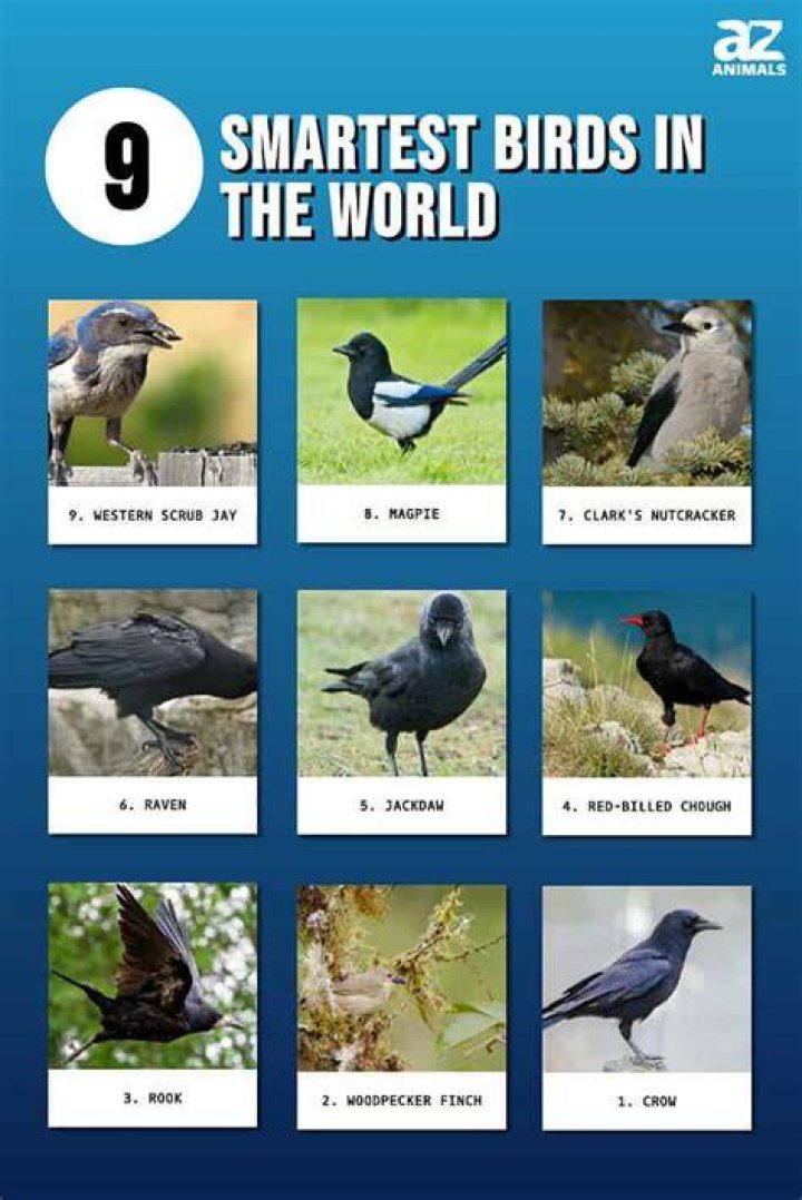 Intelligent Birds: The Remarkable Minds Of Avian Species