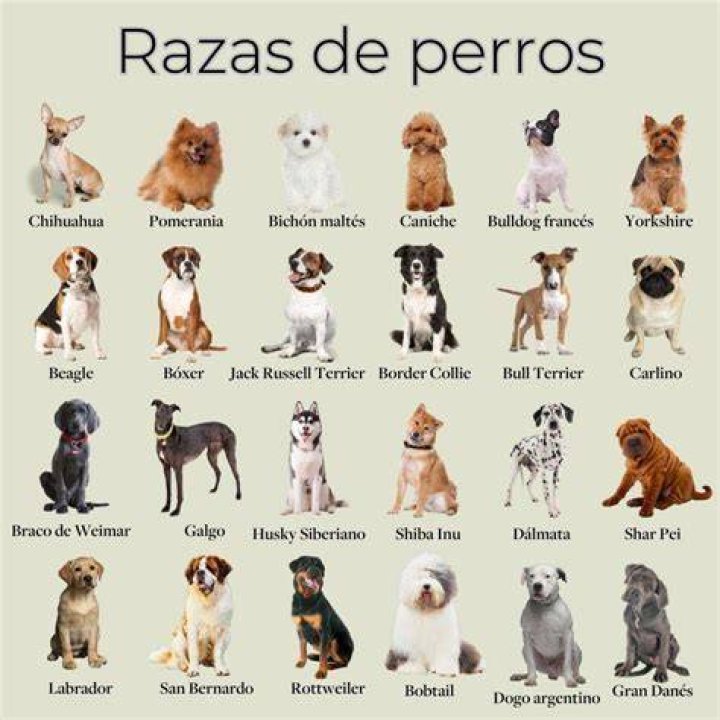 &iquest;Qui&eacute;nes son todas las mam&aacute;s de los hijos de Pepe Aguilar? MDZ Online