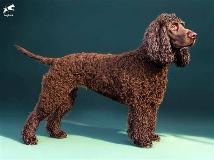 Irish Water Spaniel standing on grass