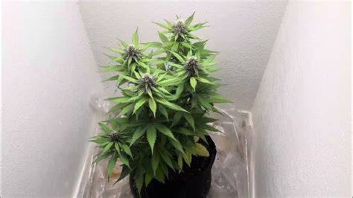 Is Attitude Seed Bank legit?