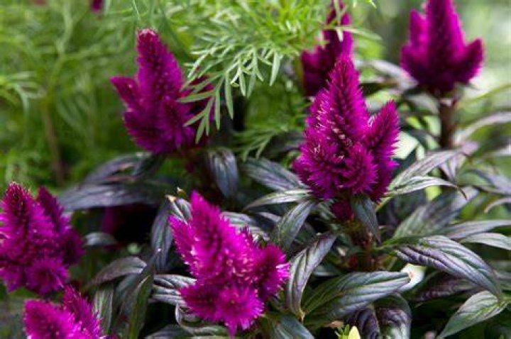 Is Celosia a Perennial?