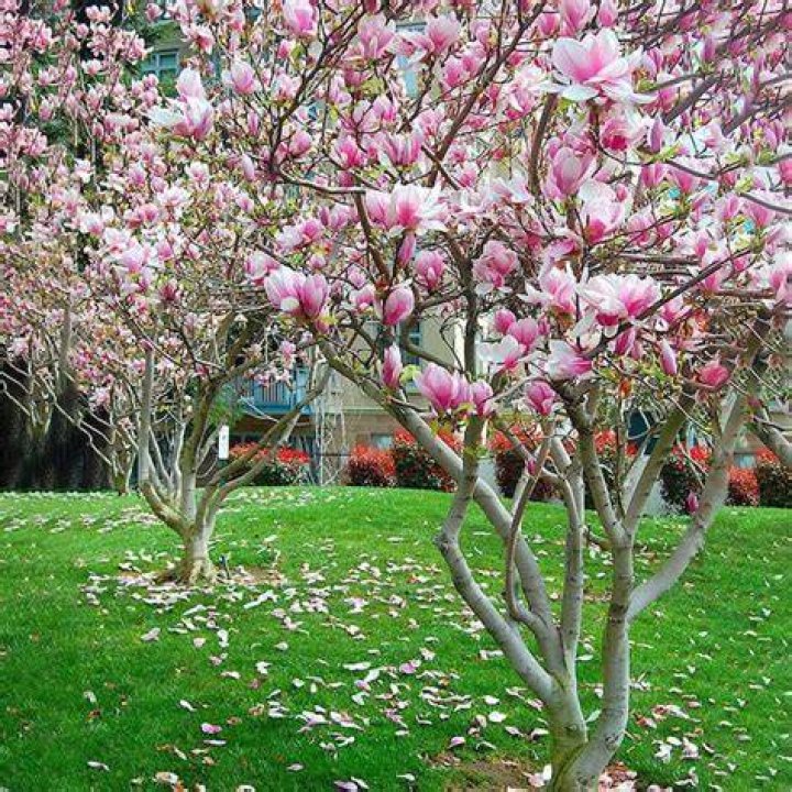 Japanese Magnolia