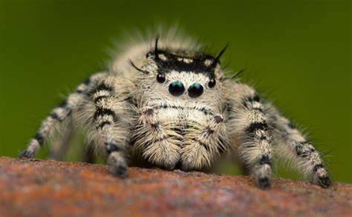 Jumping Spider